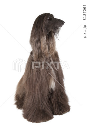 Afghan Hound 8187065