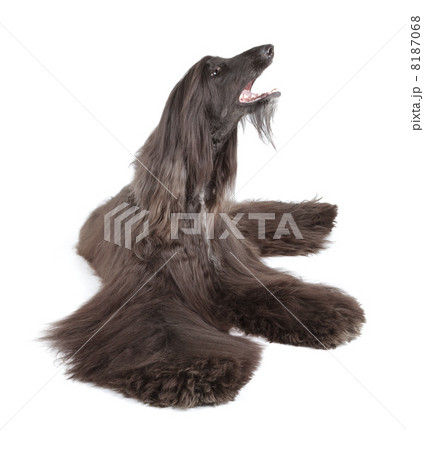 Afghan Hound 8187068