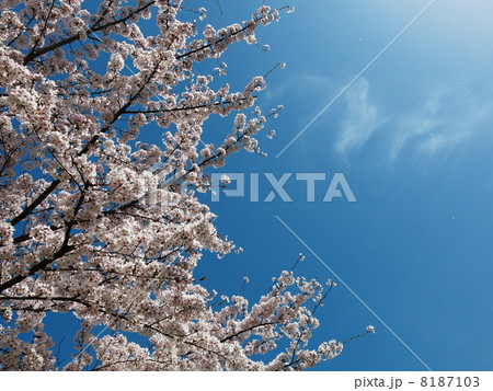 青空と桜　北九州　白岩池公園 8187103