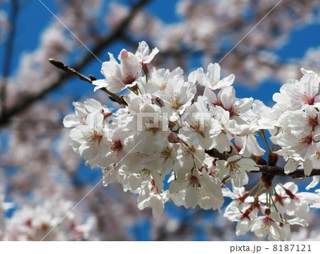 桜花 8187121