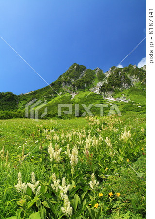 駒ヶ岳千畳敷カールの夏 駒ヶ岳千畳敷カールの夏 8187341