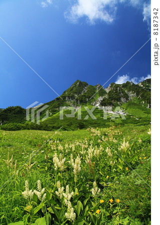 駒ヶ岳千畳敷カールの夏 駒ヶ岳千畳敷カールの夏 8187342