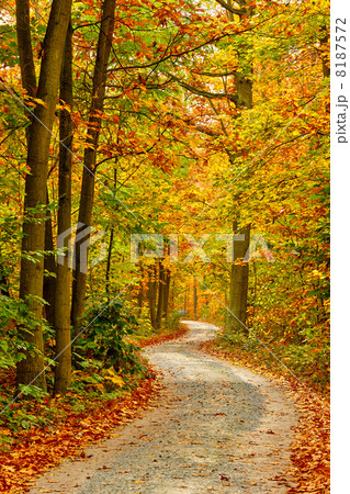Autumn forest Autumn forest 8187572