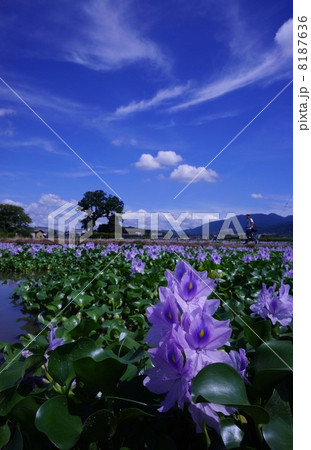 本薬師寺跡のホタテアオイ 8187636