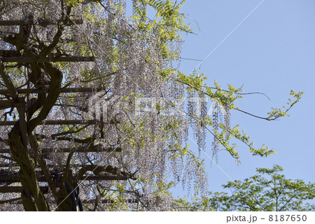 ふじ棚 ふじ棚 8187650