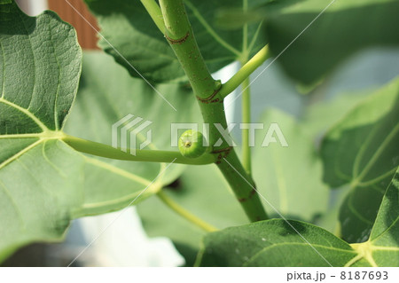 食物　果物　無花果の実　 8187693