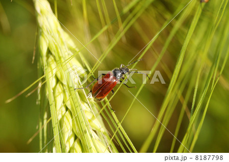 Beetle on a spike in a wheat field Beetle on a spike in a wheat field 8187798