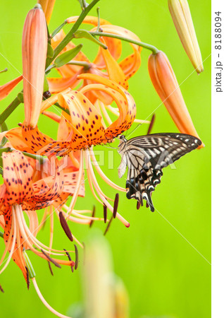 オニユリとアゲハ蝶 オニユリとアゲハ蝶 8188094