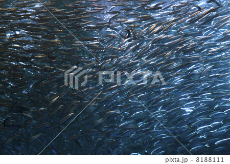 イワシの回遊 イワシの回遊 8188111