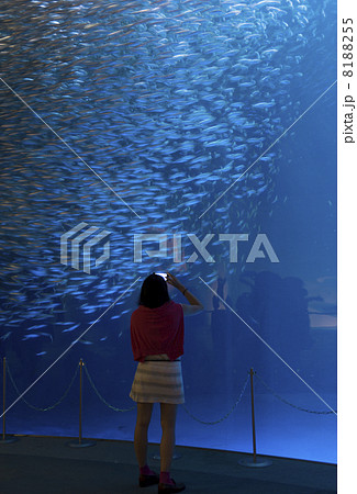 水族館デート 水族館デート 8188255