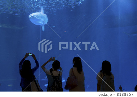 水族館デート 8188257