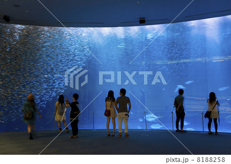 水族館デート 8188258
