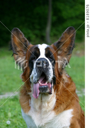 Dog flying ears 8189076