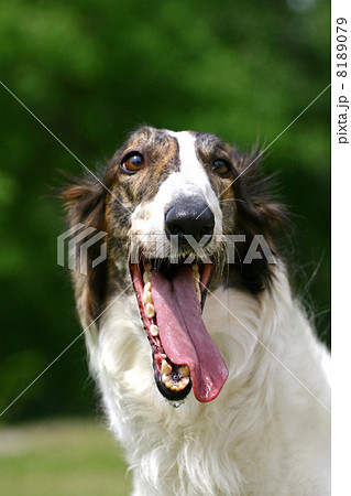 Borzoi dogの写真素材 [8189079] - PIXTA