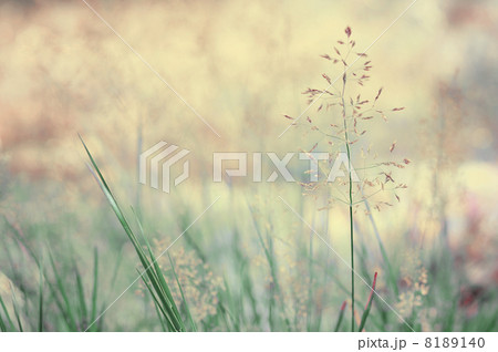 Long grass meadow 8189140
