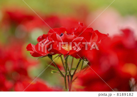 バラ（かざぐるま） 8189182