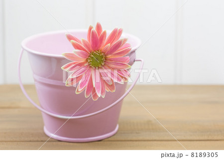 ピンクのバケツとガーベラ ピンクのバケツとガーベラ 8189305