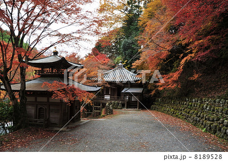 京都 愛宕念仏寺の秋 京都 愛宕念仏寺の秋 8189528