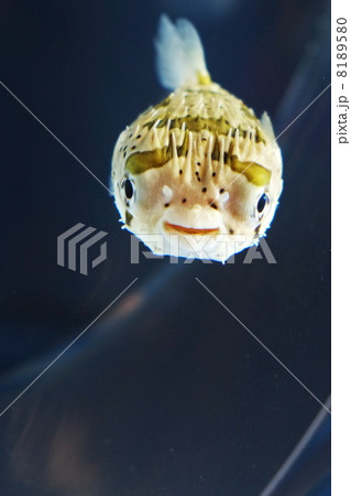 ハリセンボン 8189580