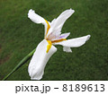 ディエテス 8189613