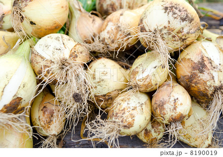 very fresh onions 8190019