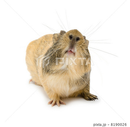 cavy, Guinea pig 8190026
