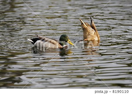 マガモ マガモ 8190110
