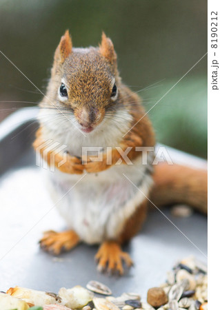 おすましのかわいいリスの写真素材