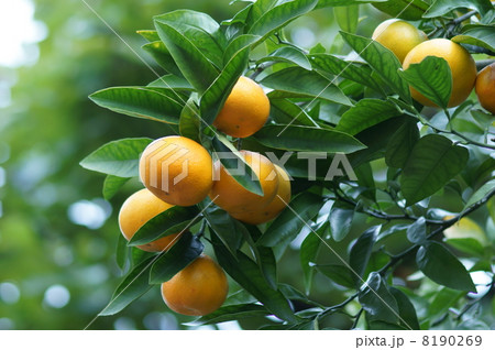 もうすぐ美味しい蜜柑になります。 8190269