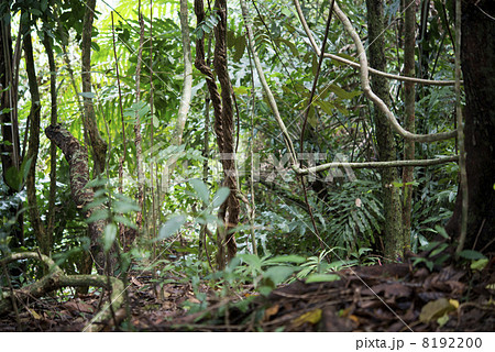 ジャングル ボルネオ島の写真素材
