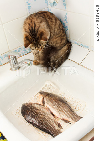 cat and fish cat and fish 8192408