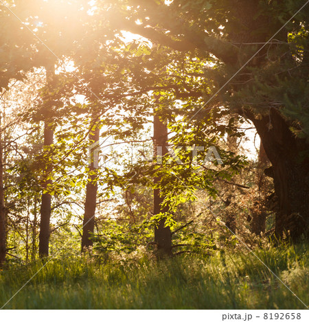 summer forest 8192658