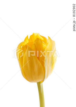 nice tulip 8192902