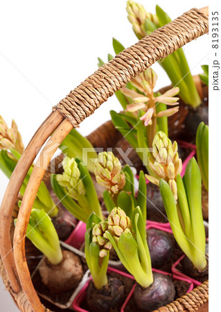 A young hyacinths 8193135