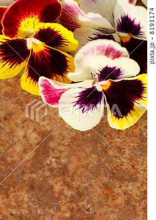 Different pansies 8193174