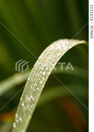 Grass with water drops 8193312