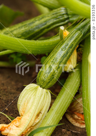 Zucchini in the garden Zucchini in the garden 8193336