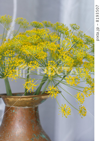 Yellow flowers in the jug Yellow flowers in the jug 8193507