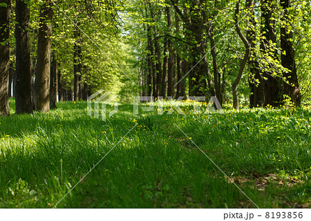 beautiful park beautiful park 8193856