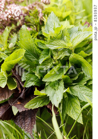 Fresh herbs Fresh herbs 8193937