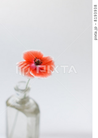 Nice poppies in the vase Nice poppies in the vase 8193938