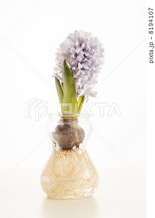 hyacinth 8194107