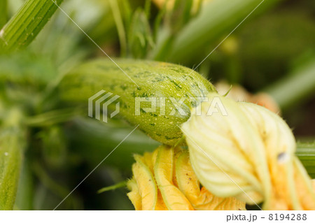 Zucchini in the garden 8194288