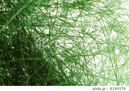 Natural sisal Natural sisal 8194376