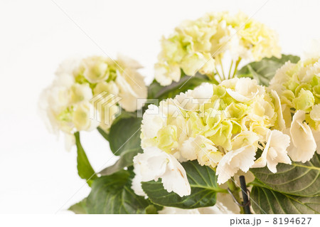 beautiful hydrangea 8194627
