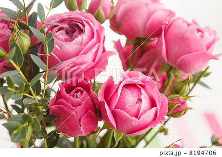 pink roses pink roses 8194706