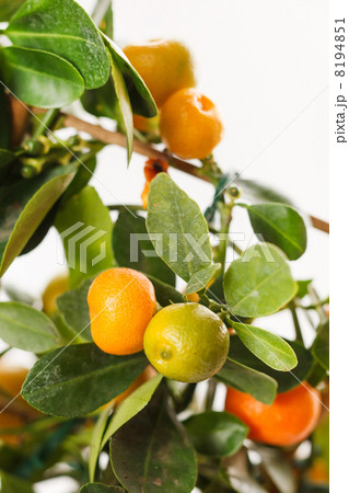 mandarins on the branch 8194851