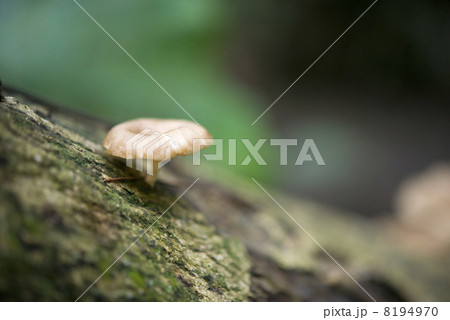 野生の茸　ボルネオ島 8194970