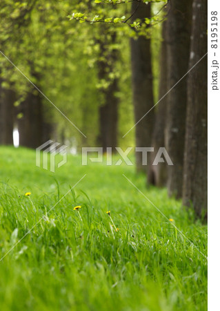 beautiful park 8195198