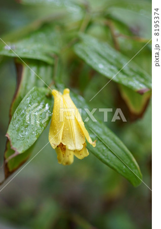 上臈杜鵑草 ジョウロウホトトギスと申します。 上臈杜鵑草 ジョウロウホトトギスと申します。 8195374